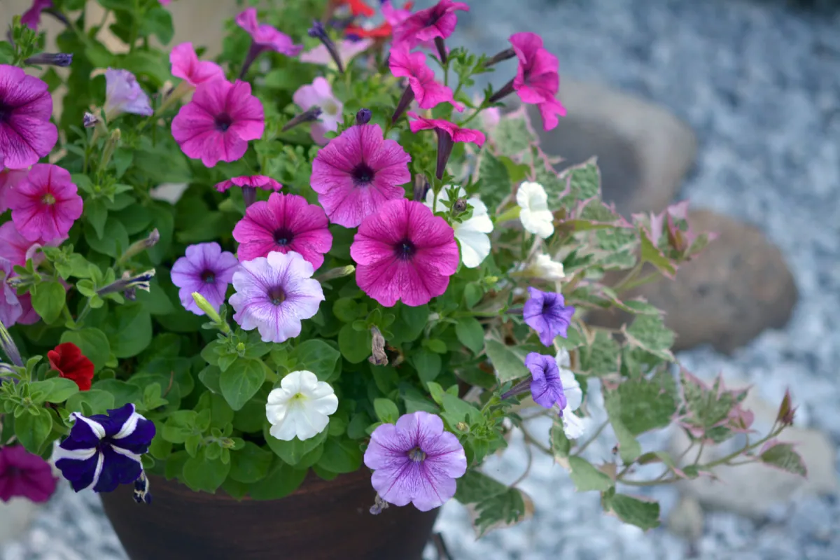 Petunia ogrodowa - praktyczny poradnik, uprawa i pielegnacja