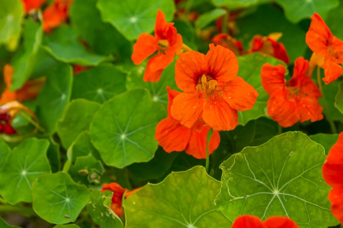 Nasturcja pnaca (Tropaeolum majus) - uprawa, wymagania i pielegnacja