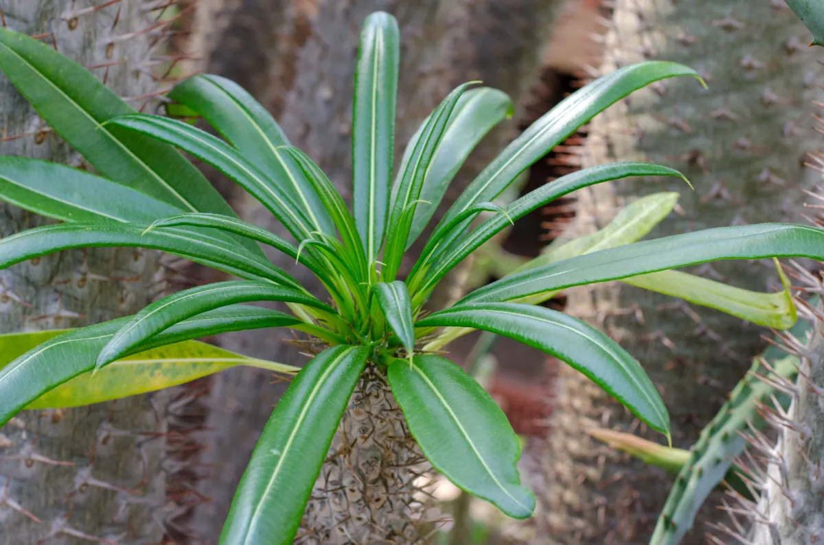 Pachypodium lamera - uprawa i wymagania palmy madagaskaru