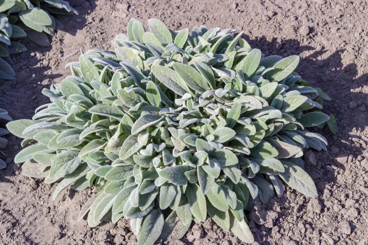 Czysciec welnisty (Stachys byzantina) - wymagania, uprawa i pielegnacja