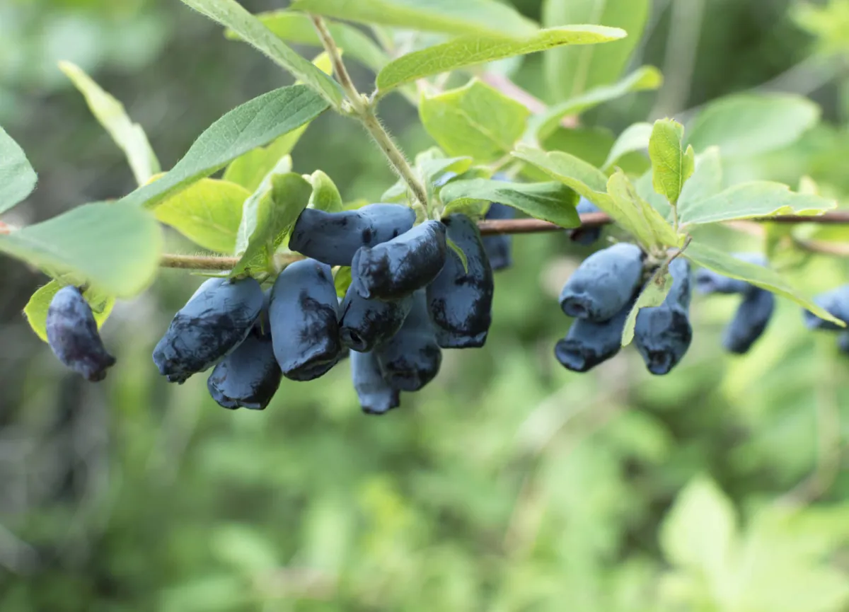 Jagoda kamczacka (Lonicera caerulea) - uprawa i wymagania