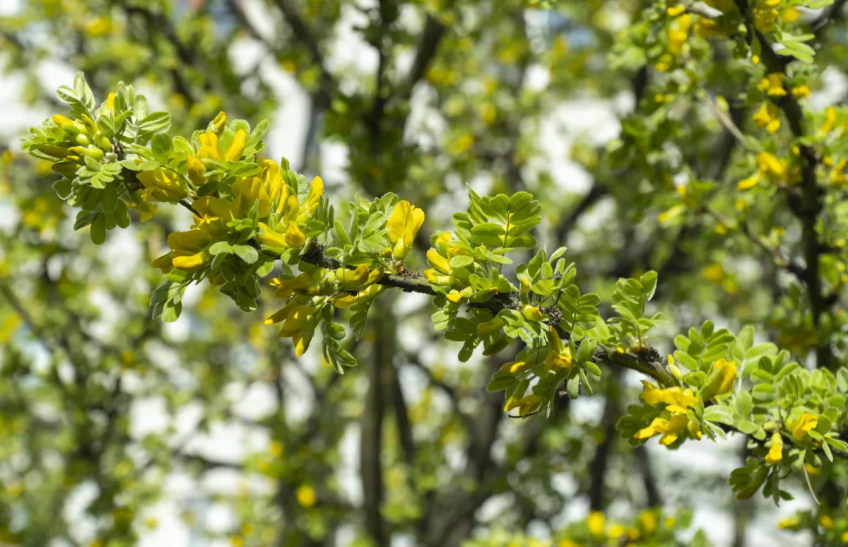 Karagana syberyjska (grochodrzew syberyjski) - uprawa, pielegnacja i wymagania