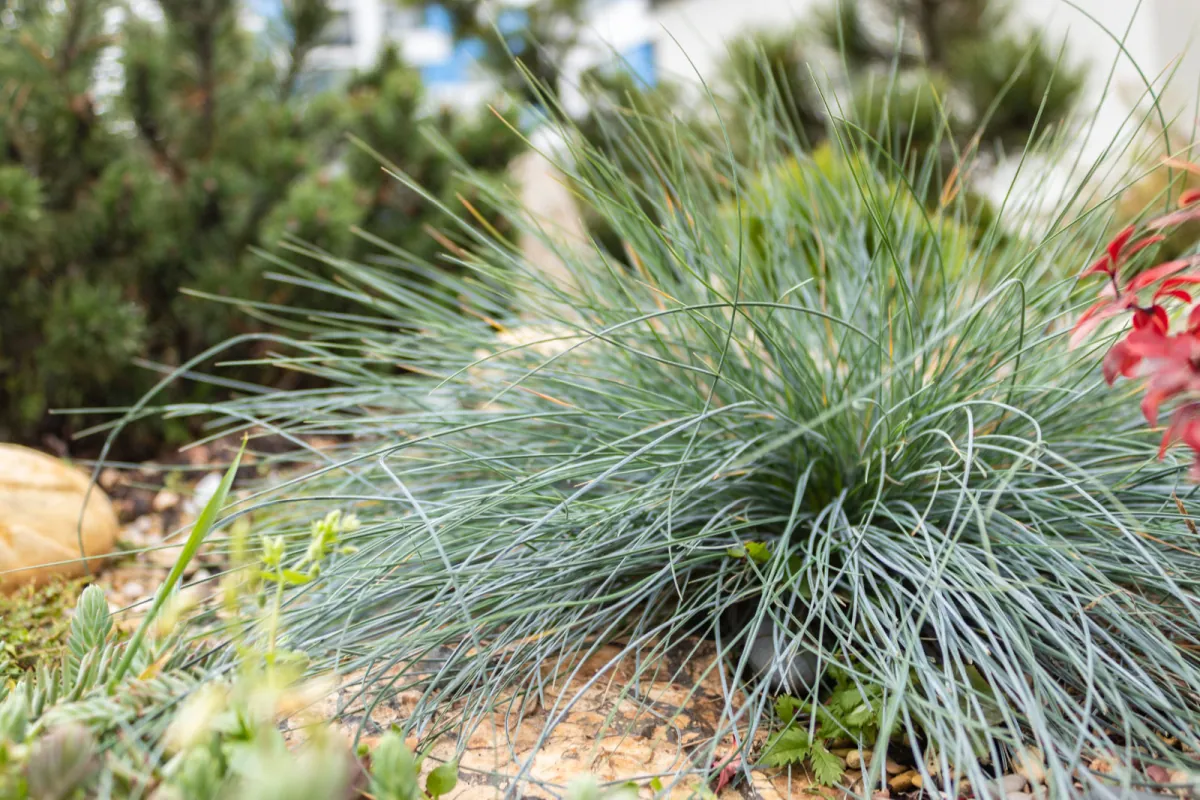 Kostrzewa sina - uprawa, odmiany i pielegnacja