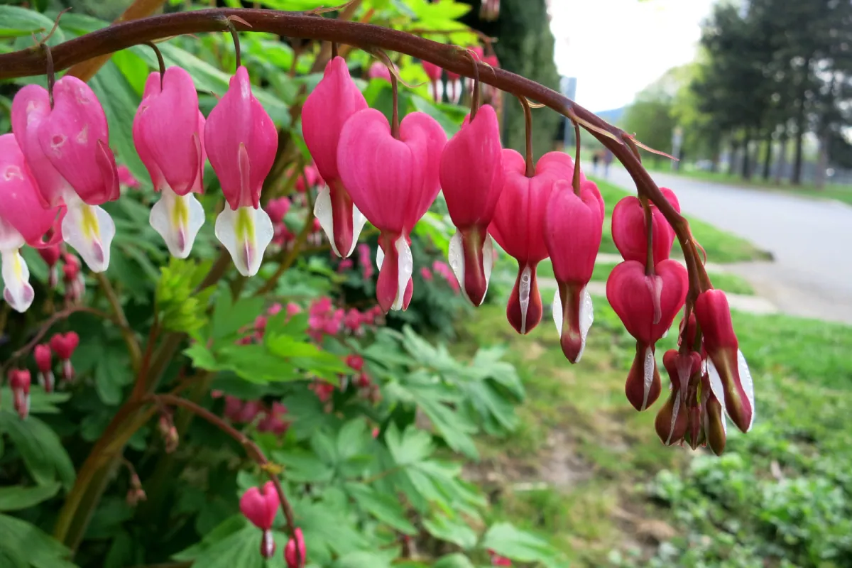 Serduszka okazala - charakterystyka, sadzenie i uprawa