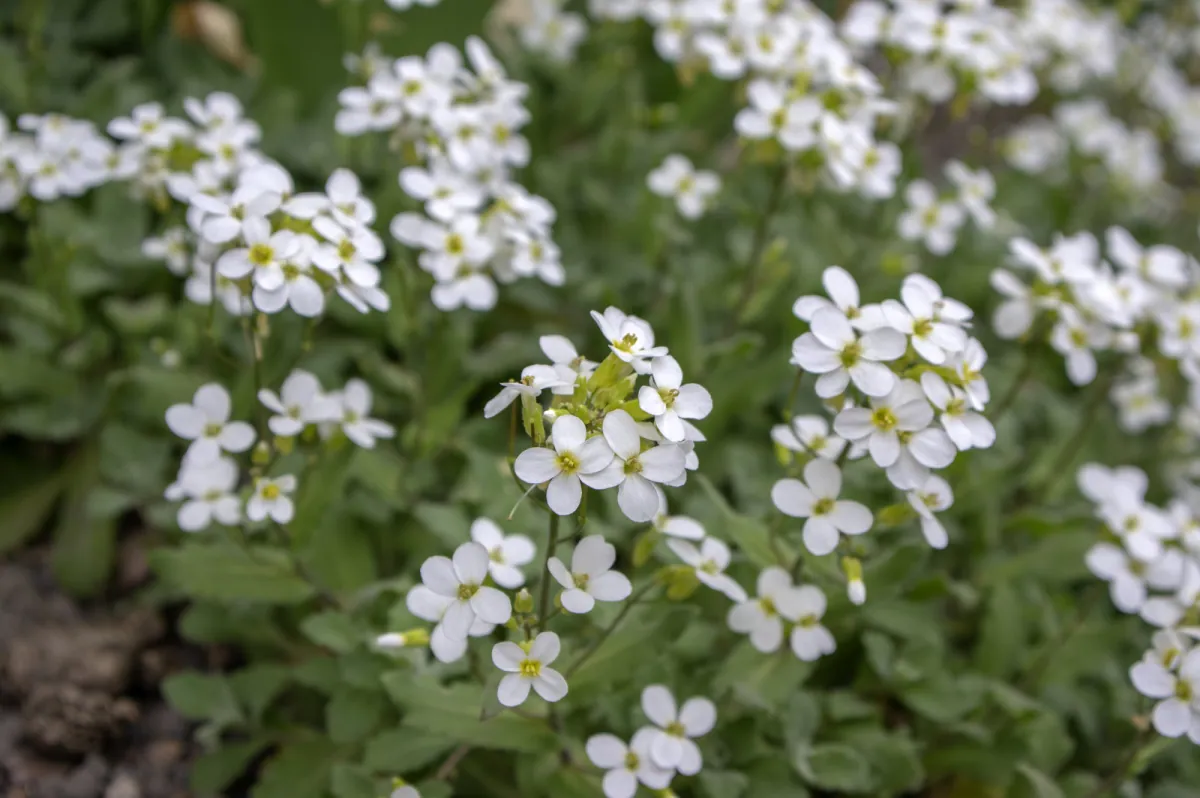 Gesiówka kaukaska - jej uprawa i pielegnacja w ogrodzie