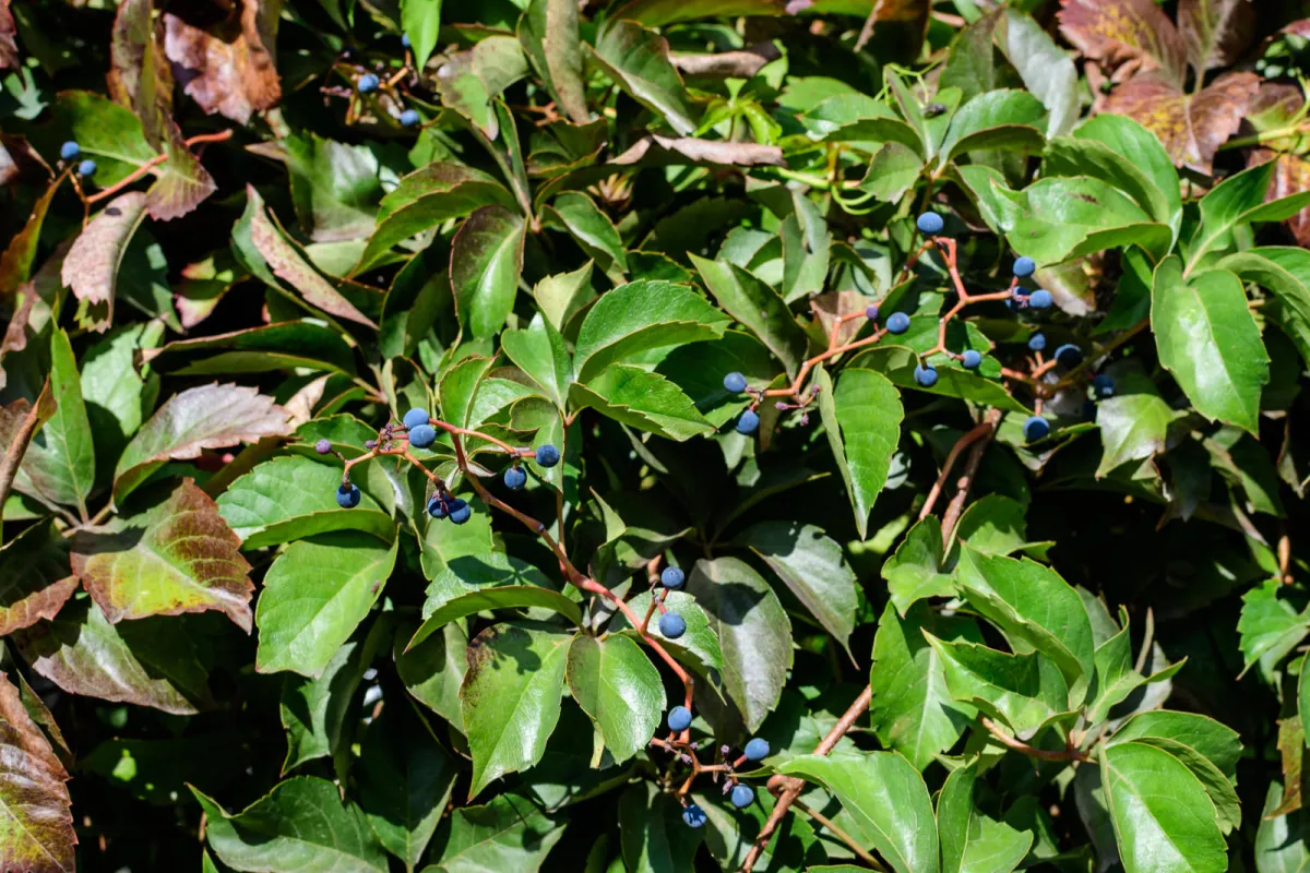 Winobluszcz pieciolistkowy w ogrodzie - wyglad, uprawa i pielegnacja