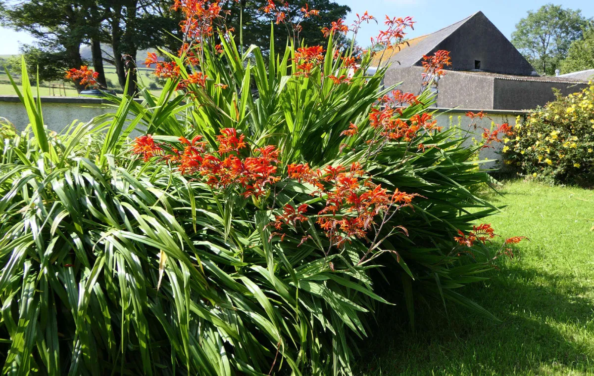 Krokosmia (Crocosmia) - pielegnacja i uprawa w ogrodzie