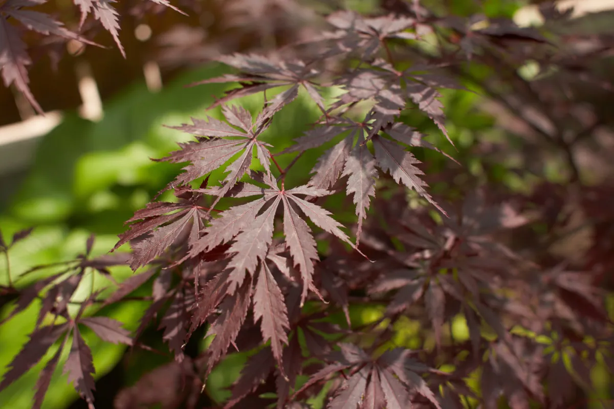 Klon palmowy - przepiekna odmiana, która warto miec w ogrodzie