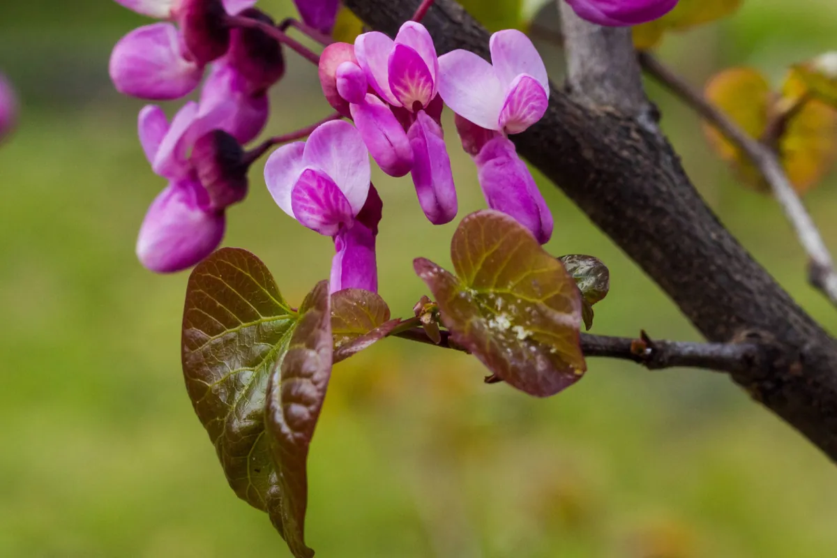 Judaszowiec kanadyjski - wyglad, odmiany i wymagania