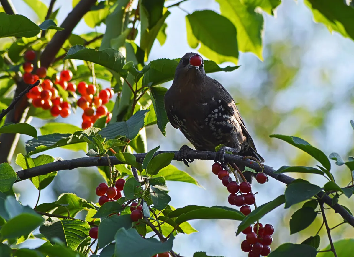Drzewa do ogrodu, które prezentuja sie pieknie równiez zima