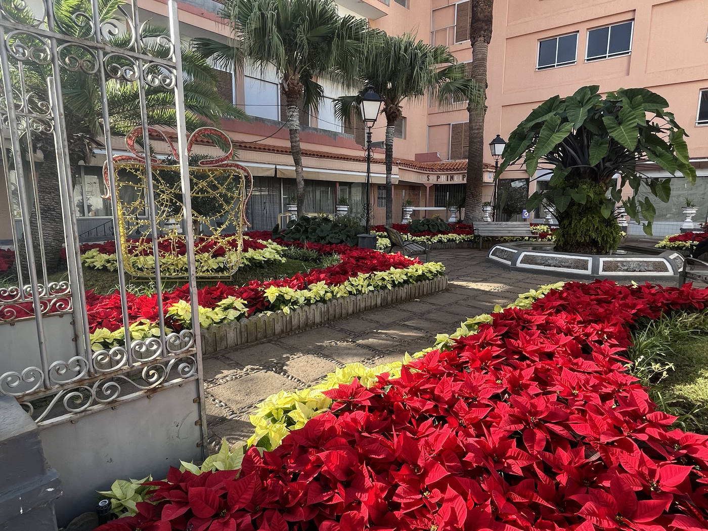 Poinsecje (Gwiazdy Betlejemskie) na Teneryfie w okresie świąt