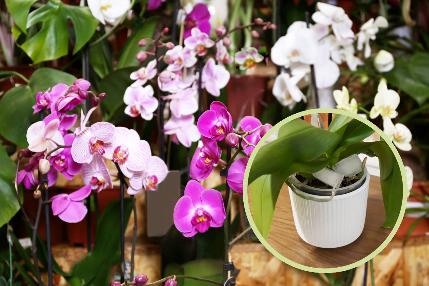 Podlewanie storczyków kostkami lodu