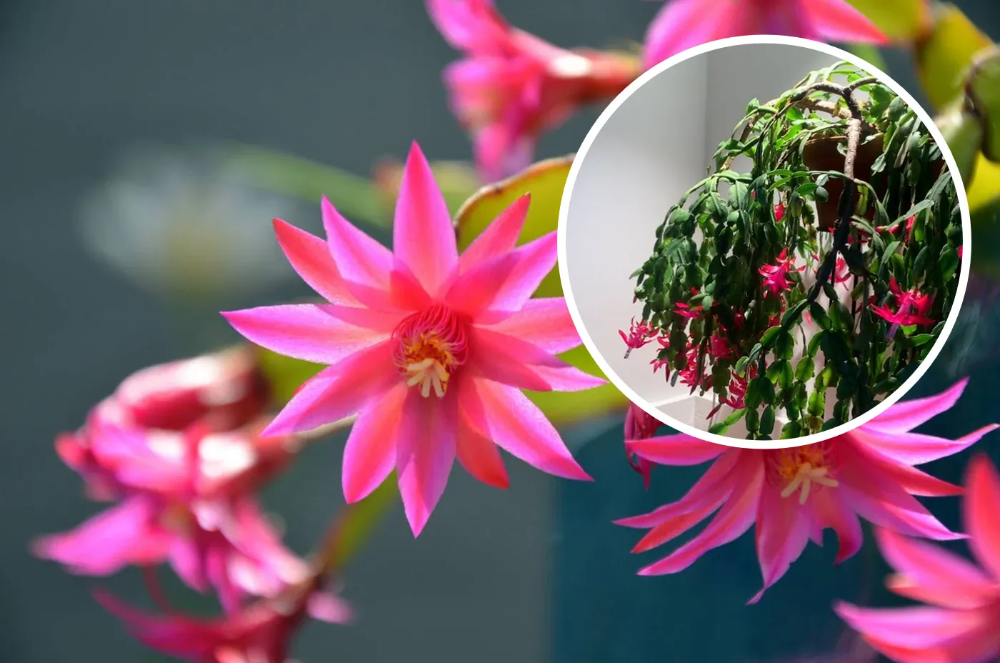 Ponad 30 letnia szlumbergera (kaktus bożonarodzeniowy)