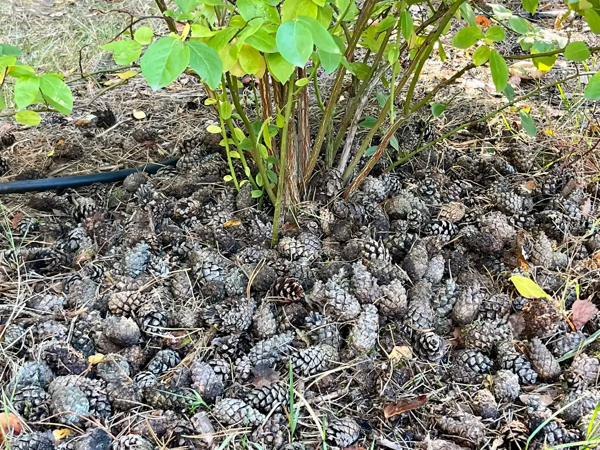 Szyszki sosnowe mogą działać grzybobójczo, co czyni je atrakcyjnym materiałem do ściółkowania, chroniącym rośliny przed chorobami.