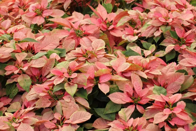 Jak zadbac o gwiazde betlejemska na swieta i po nich?