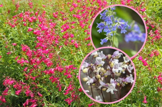 Penstemon: ta roslina to ponad 1500 odmian i hybryd, które ozywia kazdy ogród