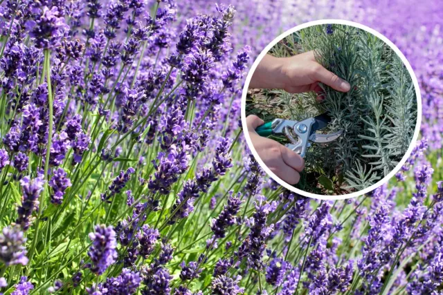 Sekret letniego przycinania lawendy. Sprawdź jak cieszyć się obfitym kwitnieniem