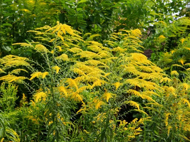 Nawłoć kanadyjska: piękna, ale niebezpieczna dla ekosystemu roślina, która dominuje nasze łąki i pola