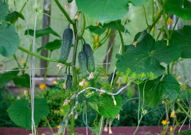 Naturalny sposób na dorodne ogórki: wystarczy ten produkt z domowej apteczki