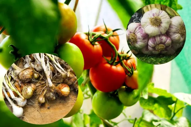 Jakie rosliny najlepiej rosna z pomidorami? Sprawdzone kombinacje
