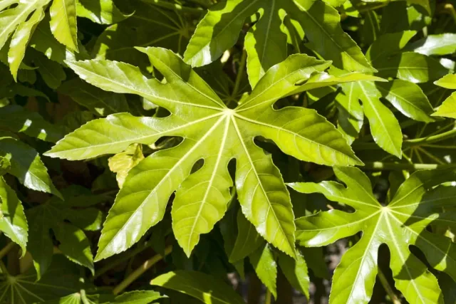 Fatsja japońska - uprawa i pielęgnacja