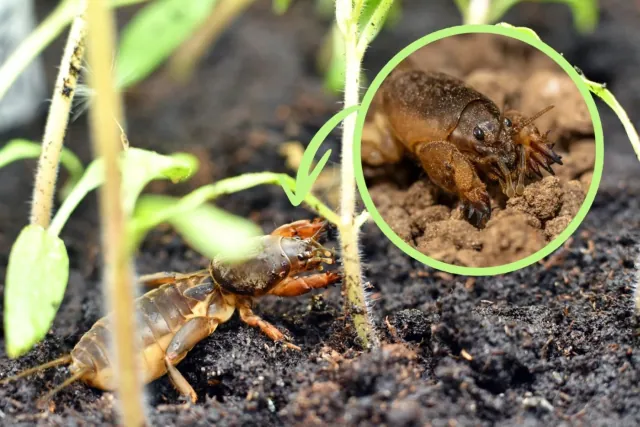 Zwalczanie turkucia podjadka: najbardziej skuteczna i bezpieczna metoda