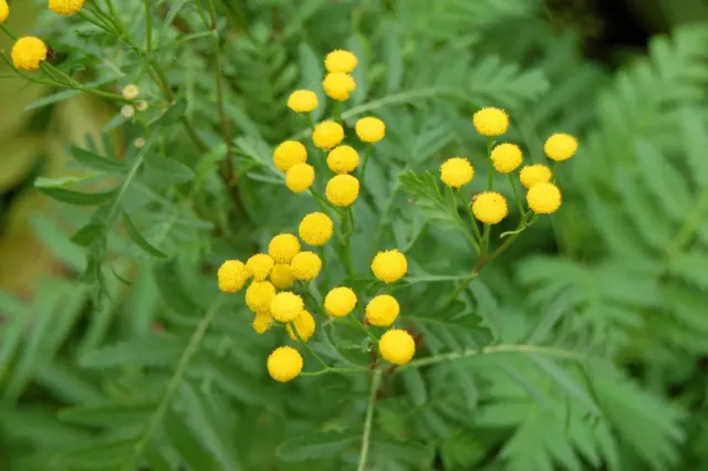 Ta roslina to idealny i skuteczny sposób na mszyce i inne szkodniki