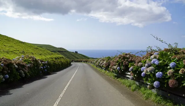 To miejsce to raj dla kazdego milosnika hortensji: rosna tu niemal wszedzie