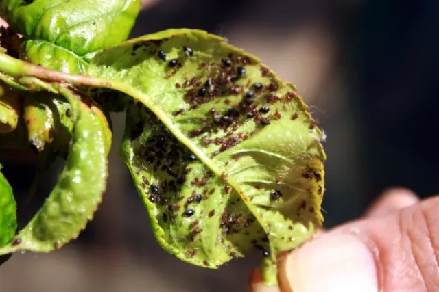 Czosnek na mszyce: jak zrobic oprysk i wywar?