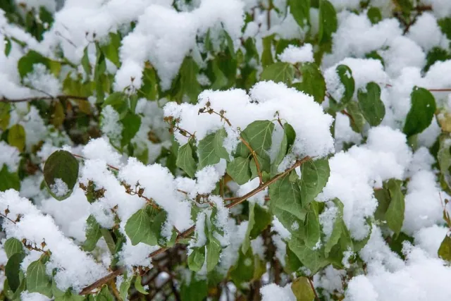 Piec idealnych roslin zimozielonych do ogrodu na zime
