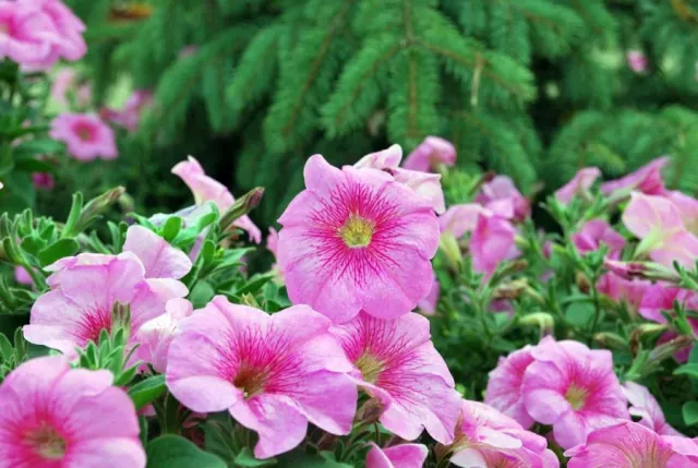 Petunia ogrodowa - praktyczny poradnik, uprawa i pielegnacja