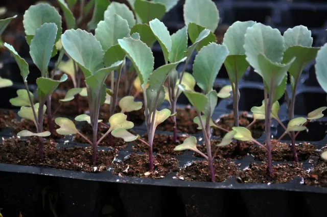 Piec warzyw, które warto posadzic juz dzis, by zapewnic sobie obfite zbiory w sezonie