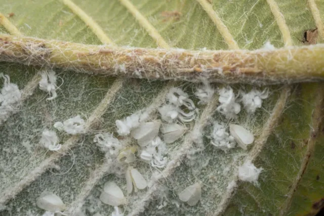 Tajemnicze biale szkodniki na Twoich roslinach? Sprawdz te skuteczne sposoby na ich zwalczenie
