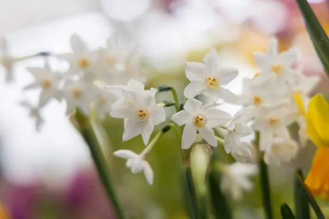 Te szesc roslin to idealny wybór na zime do domu [LISTA]