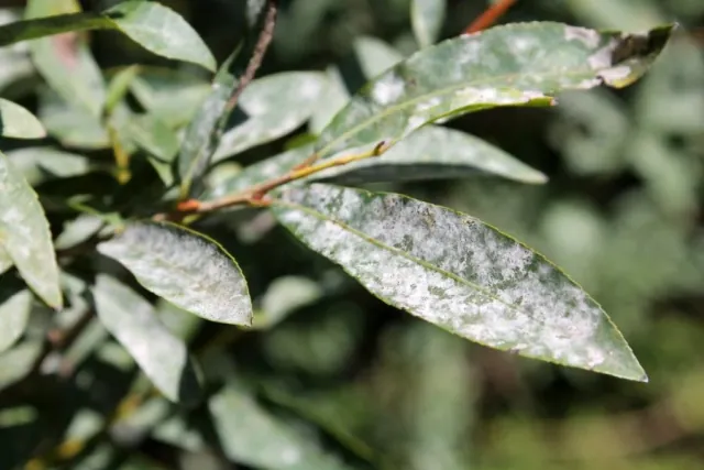 Maczniak prawdziwy - objawy, zwalczanie i jego zapobieganie w ogrodzie