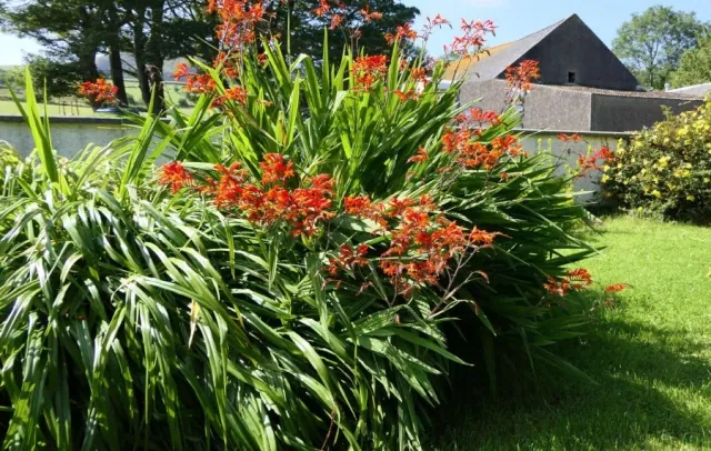 Krokosmia (Crocosmia) - pielegnacja i uprawa w ogrodzie