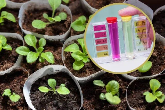 Wpływ różnego poziomu chloru w wodzie na rośliny