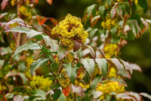 Mahonia pospolita (mahonia aquifolium) - jak ja uprawiac?