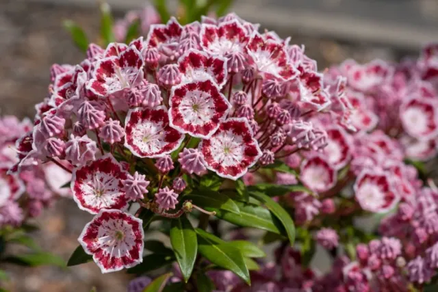 Kalmia szerokolistna (Kalmia latifolia) - wyglad, uprawa i pielegnacja
