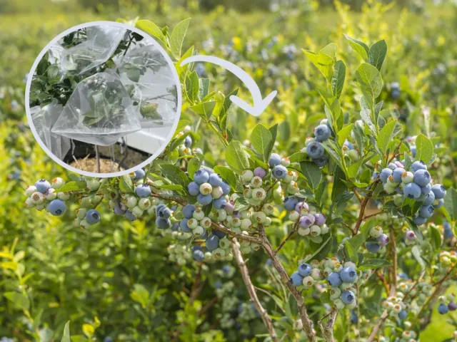 Ten prosty domowy sposób ochroni Twoje krzaki borówki amerykanskiej przed ptakami