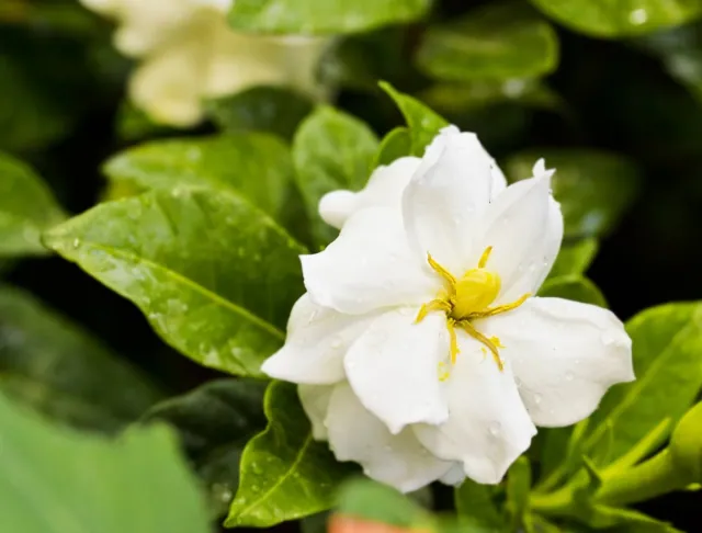 Gardenia jaśminowata (gardenia jasminoides) - przewodnik po uprawie i pielęgnacji