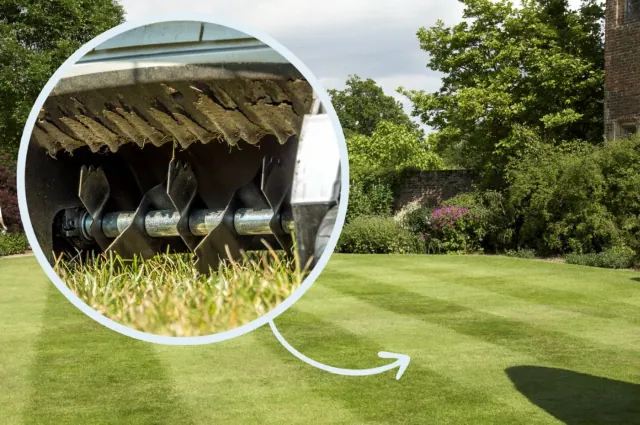 Piekny i soczyscie zielony trawnik na wiosne: jak wybrac wertykulator?