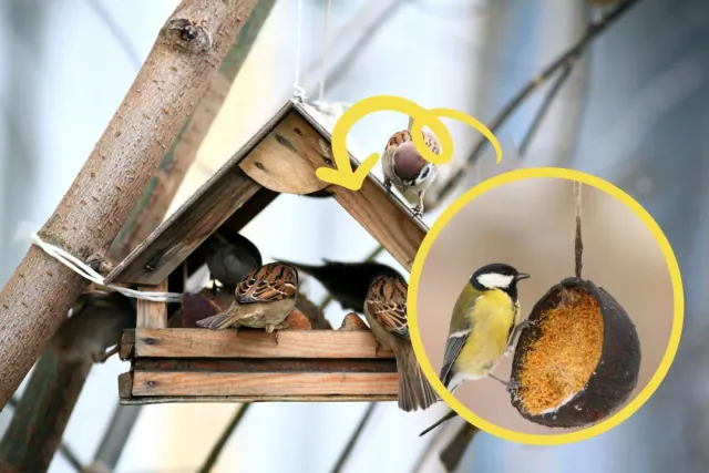 Piec pokarmów, które przyciagna ptaki do Twojego ogrodu zima