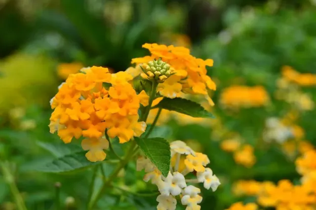 Lantana pospolita (lantana camara) - uprawa i wymagania