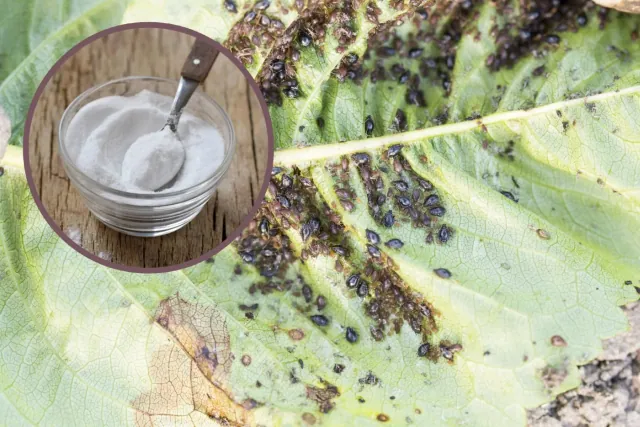 Soda oczyszczona w walce z mszycami: oprysk, który sprawi, ze znikna na zawsze