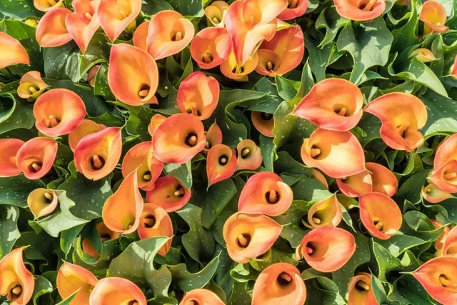 Cantedeskia (Kalijka, Kalia) - uprawa i wymagania