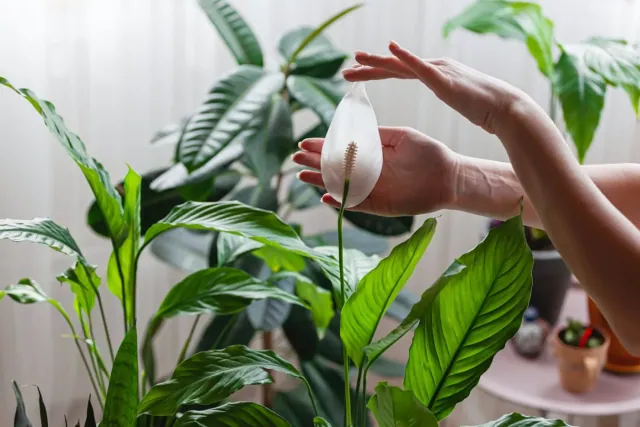 Skrzydłokwiat nie kwitnie? Oto jak przywrócić mu dawny blask