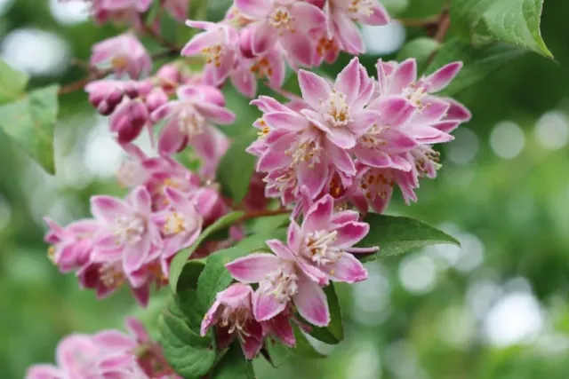 Zylistek (deutzia) w ogrodzie - uprawa, odmiany, pielegnacja i wymagania