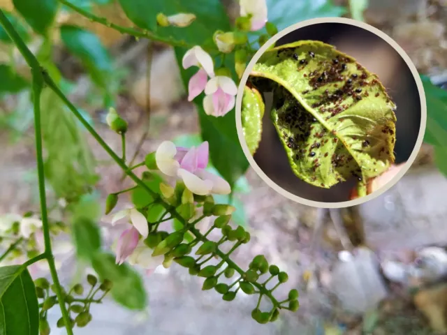 Odkryj malo znany olej na mszyce, który naprawde dziala