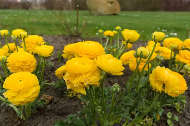 Jaskier azjatycki (ranunculus asiaticus) - uprawa, pielegnacja i wyglad
